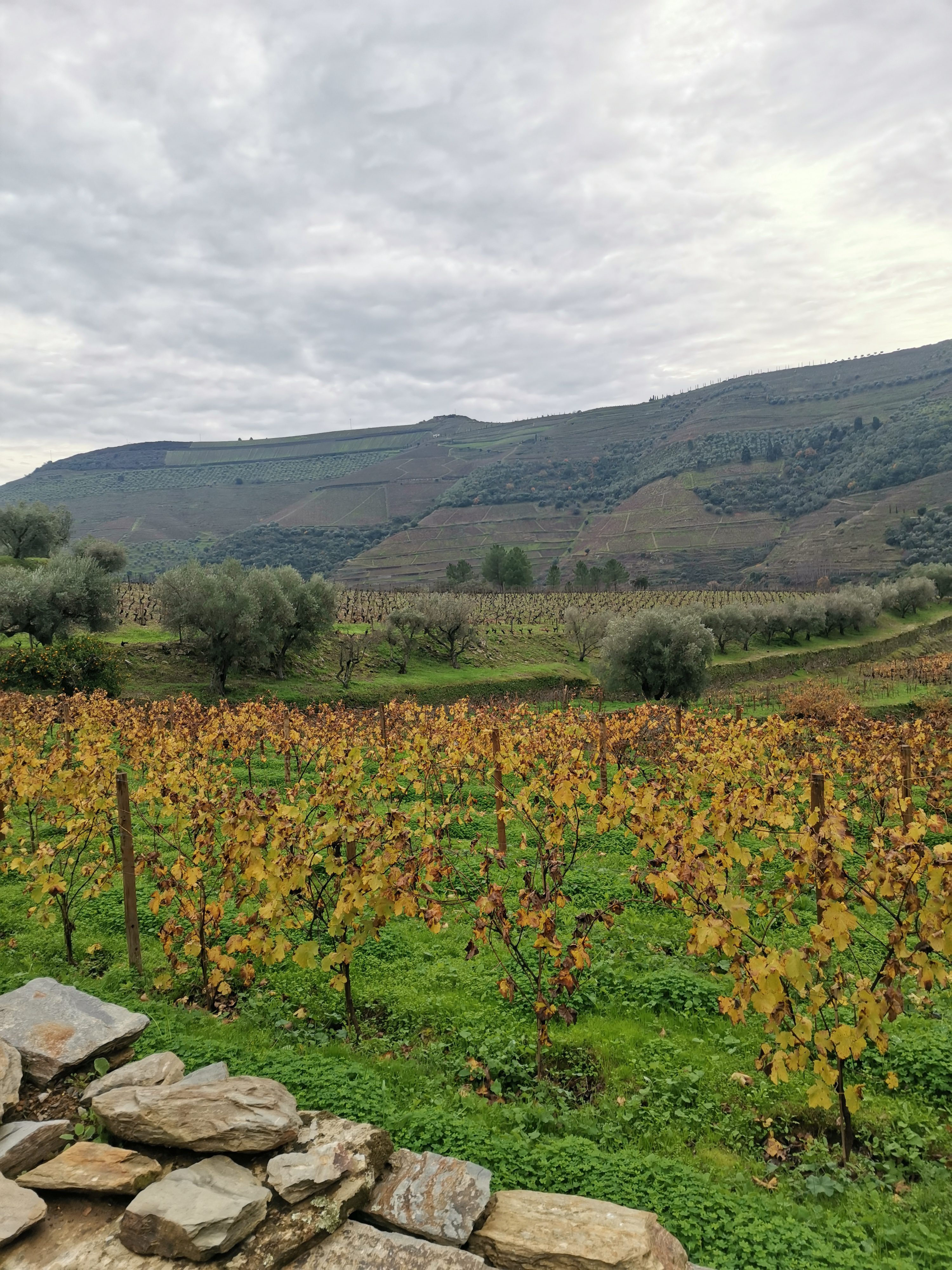 `A Day at Douro Valley: Wine, Villages, and Scenic Cruises A Day at Douro Valley: Wine, Villages, and Scenic Cruises