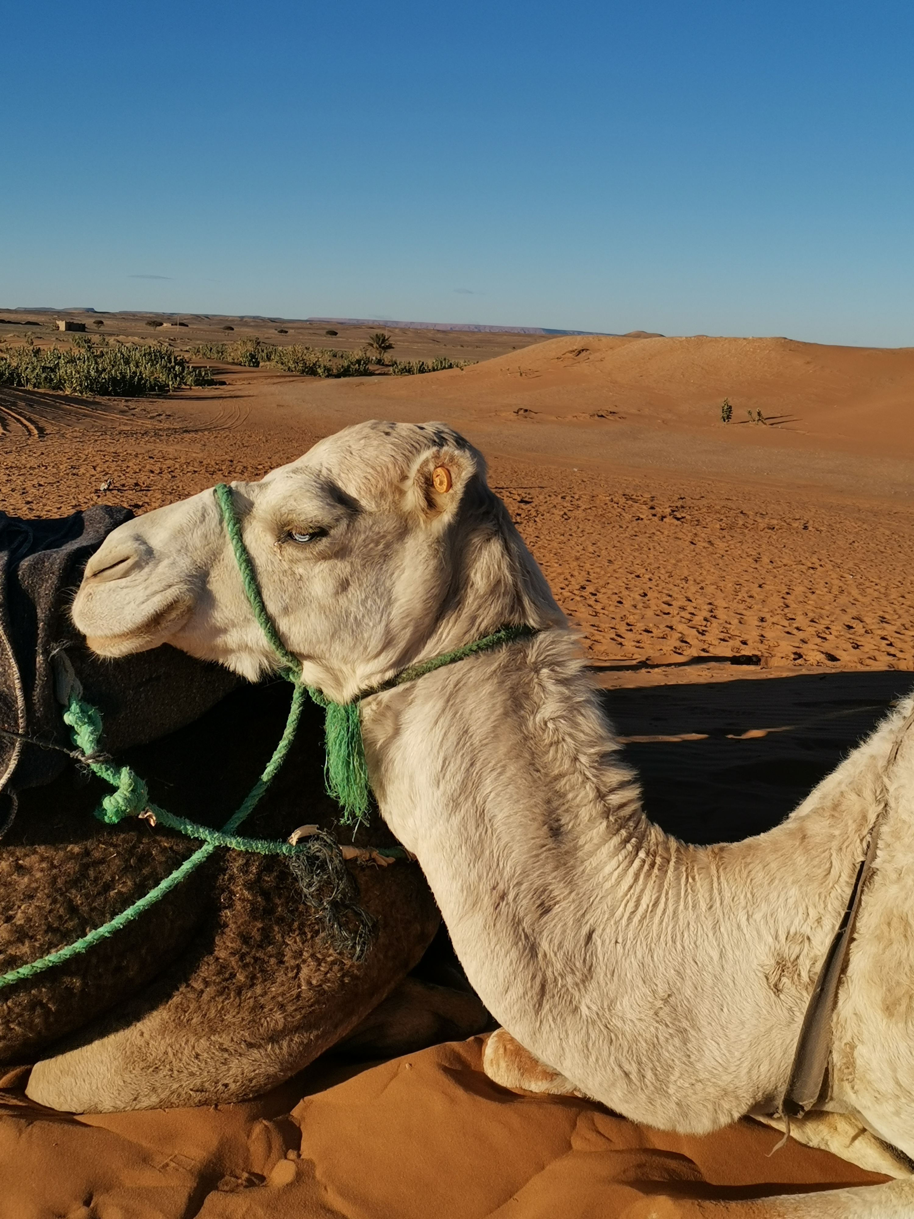 Chasing Stars in a Frozen Sahara: From Fes to the Dunes of Merzouga